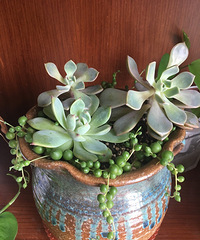 ���Ʋ���Ŷ