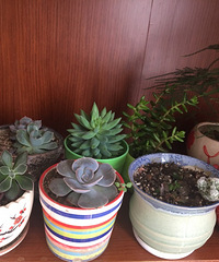 ���Ʋ���Ŷ