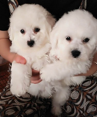 ֣�������谮�м�������Ǻ������ĳ����