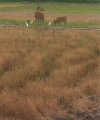 �����ϡ��ú�г��һĻ����Ұ�ﾪ��1ͷ���ӡ�2ͷ��ţ��3ֻ���أ�