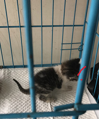 С��è��������è��·�ţ���ϵ�绰��189