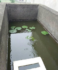 �����ʲôҩ��Ҷ�Ӷ�������