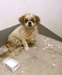 �񵽹���һֻ��ϣ������������