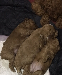 ̩�ϱ����������о���ĸ��������