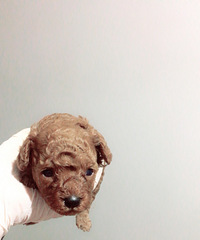 ���ۼ���̩�Ϲ���������600Ԫ����Ŷ