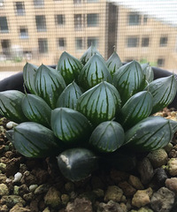 ��¶�͹�ˢ��