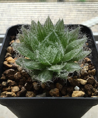 ��¶�͹�ˢ��