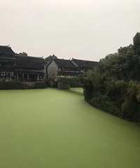 这几天的河咋了啊 青山绿水?