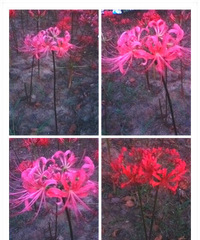 彼岸花,花叶永不见
