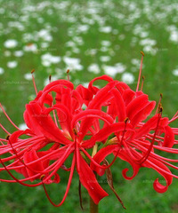 �˰�������Ҷ������