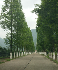 ӡ����Ȫ ���ܲ�ɣ