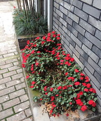 �úõĻ�ͻȻ��ή�������˵˵��ô���£�