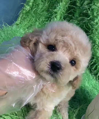 ����2���º�̩�� ����̩�� �ɿ���̩�� 500%u00a