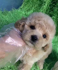 ����2���º�̩�� ����̩�� �ɿ���̩�� 500%u00a