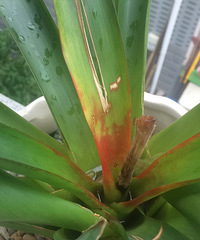 С��ѿ���������Ҫ��Ҫȥ���أ�