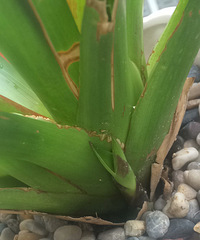 С��ѿ���������Ҫ��Ҫȥ���أ�