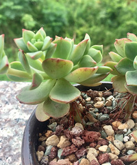 ����ǰ��������