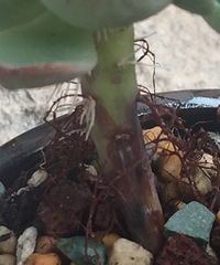 ����ǰ��������