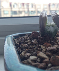 玉露