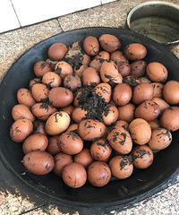 ���Ʋ�Ҷ��