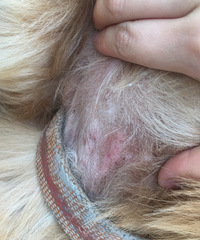 �����ëƤ������ô���ƣ�