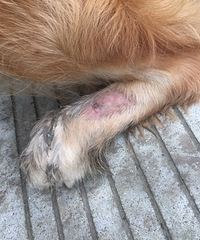 �����ëƤ������ô���ƣ�