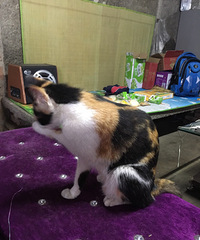 ���ת��è��һֻ