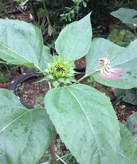 ¥����¥����¥����