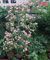 ¥����¥����¥����