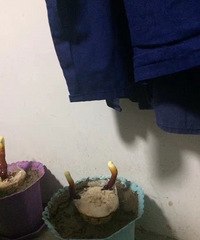 灵芝长大了