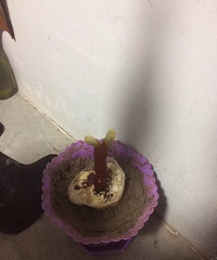 灵芝长大了