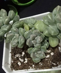 һĨ��ױΪ���գ�Ϊ����������