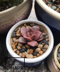 ����ŷ������Ҷ