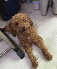 ʧ������