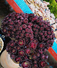 ��ʦ�Ķ����������