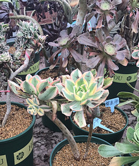 ��ʦ�Ķ����������