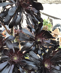 �����ŷ�ʦ��