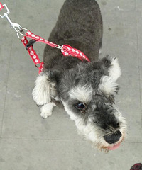 ������̨��·�Ž�������г�������һֻ��