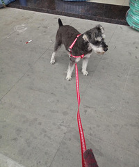 ������̨��·�Ž�������г�������һֻ��