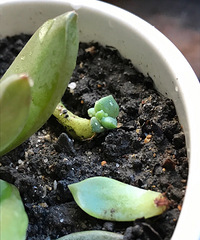 �����ˣ���ô�죿��ɫ��С���ӣ���С��С��