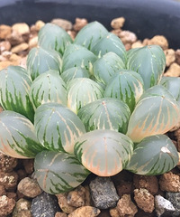 ���¿�Ҫ���ˣ�����ע������ͨ������ˡ�����