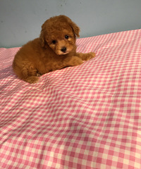 ��������̩�� ��̩�� ѩ���� ���� ��Ħ ���� ��ë ������