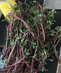 ���۸��᡿��� ���ˡ� �ܳ���