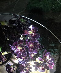 ҹ���ĵķ�ʦ