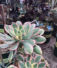 Ư���Ĳ�����ׯ