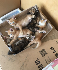 С��è��������