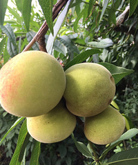 ¥�������ӿ���ժ��