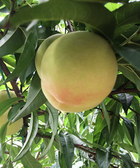 ¥�������ӿ���ժ��