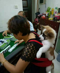 ���Ź������齫