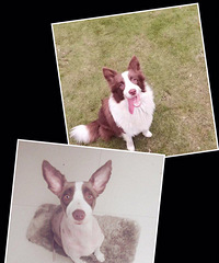 �Ҽұ߾�����Ȯ��·�Ÿ�̩һƷ�����Ŷ�ʧ��